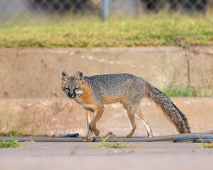 Gray Fox 