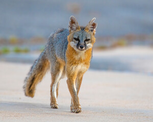 Gray Fox 