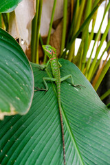 Green lizard on a branch. Green lizard on a leaf in the garden