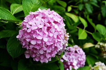 very nice pink flower ball in front of green leaves background