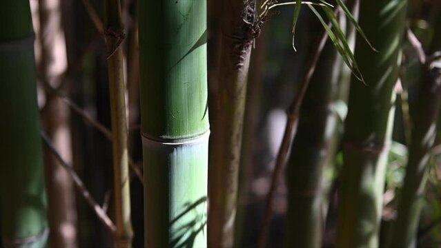 primer plano de ca&ntilde;a de bambu verde