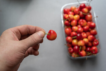 A man's hand holds a ripe sweet cherry berry.  A new crop of red berries in a transparent tray in the background. Healthy Food. Selective focus.