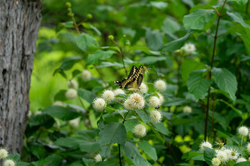 Butterfly and buttonbush