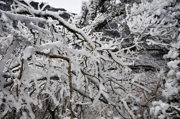 Mountain landscape after heavy snowfall, trees covered with snow and rime, China, Anhui Province, Mount Huang