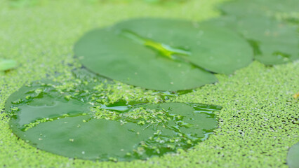 green leaf with water drops