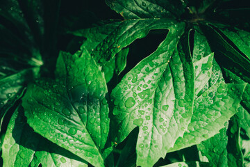 Leaves of Himalayan mayapple, High-quality photo