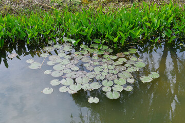 Obraz na płótnie Canvas some lotus leaves in a pond