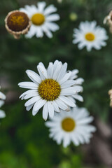 Obraz premium Beautiful white daisy close up, sunny day. Herbal tea. Oxeye daisy or dog daisy in a sunny summer garden, fresh natural outdoor and floral background. High-quality photo