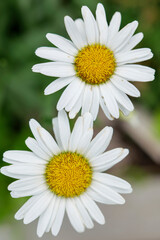 Beautiful white daisy close up, sunny day. Herbal tea. Oxeye daisy or dog daisy in a sunny summer garden, fresh natural outdoor and floral background. High-quality photo