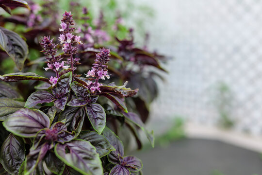 Selective focus. Purple Dark Opal Basil plant blooming in the garden bed, purple basil flowers. Seasoning of basil growing in the garden. Healthy herb used in salads. High-quality photo