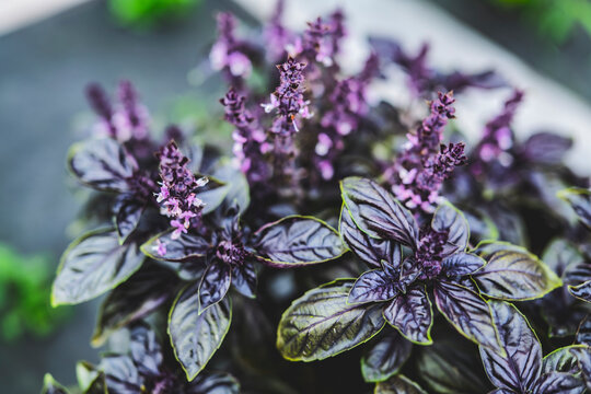 Selective focus. Purple Dark Opal Basil plant blooming in the garden bed, purple basil flowers. Seasoning of basil growing in the garden. Healthy herb used in salads. High-quality photo