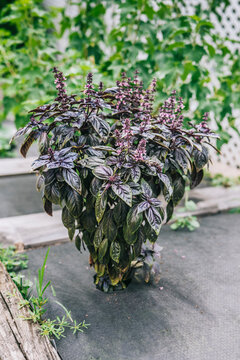 Selective focus. Purple Dark Opal Basil plant blooming in the garden bed, purple basil flowers. Seasoning of basil growing in the garden. Healthy herb used in salads. High-quality photo