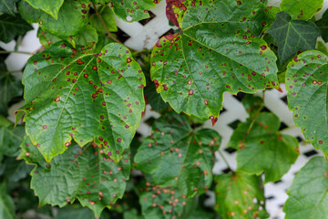 Grape leaf's diseases. Angular reddish brown spots with shot-hole centers on grape leave caused by...