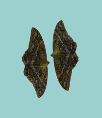 two large dark, tropical butterflies on a blue background