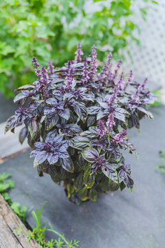 Selective focus. Purple Dark Opal Basil plant blooming in the garden bed, purple basil flowers. Seasoning of basil growing in the garden. Healthy herb used in salads. High-quality photo