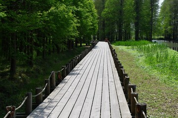 a hiking trail in the wild woods