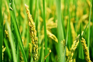 an ear of rice in a rice field