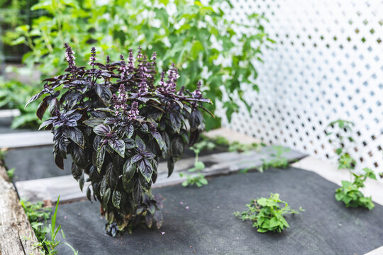 Selective focus. Purple Dark Opal Basil plant blooming in the garden bed, purple basil flowers. Seasoning of basil growing in the garden. Healthy herb used in salads. High-quality photo