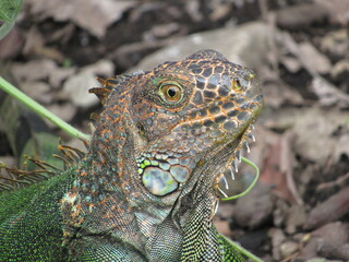 Fototapeta premium iguana in the grass