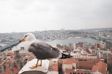 seagull on the roof