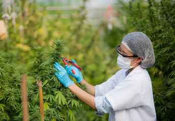 Scissors trimming marijuana. Medical and Recreational Marijuana being trimmed and processed for...