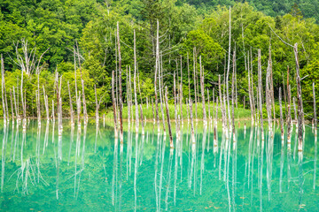 北海道　青い池の絶景
