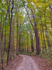 Bending Footpath Through Autumn Forest Park