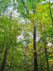 Yellow and Green Tree Leaves in Autumn Forest Park