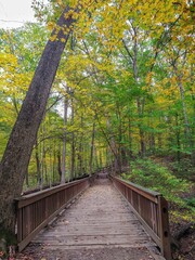 Obraz premium Bridge in Autumn Forest Park and Leaning Tree