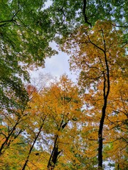 Green and Orange Autumn Tree Leaves and Cloudy Canopy Gap