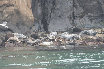 Harbor seals resting on rock