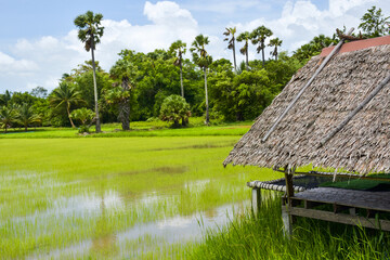 Fototapeta na wymiar Wooden house in a resort in the middle of rice fields, Thai tourist attraction