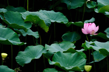蓮の花