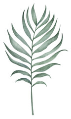 Foliage watercolor hand drawn illustration. Botanical clipart element isolated on white background.