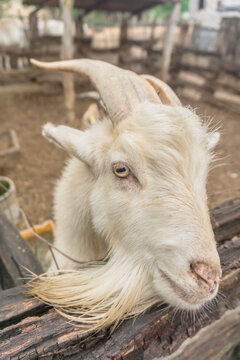 Primer plano de una cabra blanca con cuernos y barba 