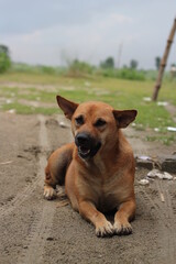 An adorable stray dog, A brown dog sitting