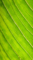 vertical macro shot of curved lines on a fresh green leaf 