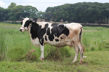 Fototapeta na wymiar Cow grazing on a meadow, a cow standing on a grassland