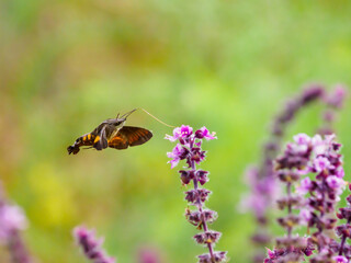スズメガのホバリング