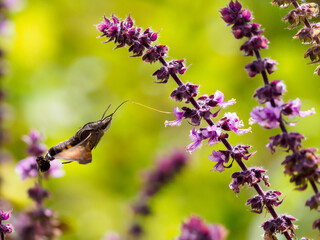 スズメガのホバリング