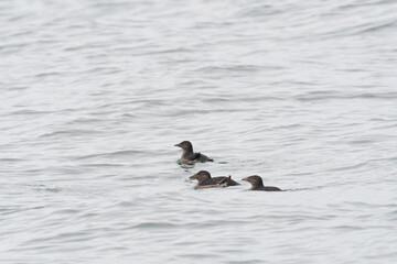 Rhinoceros auklets juvenile swimming on the sea