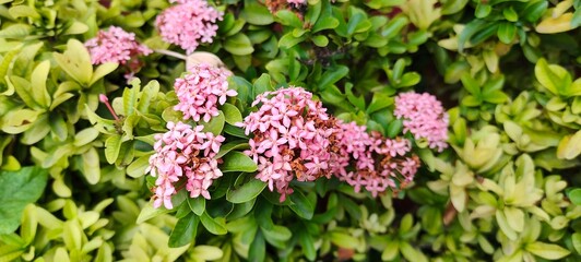 Fototapeta premium Green Tree 🎄 Pick Flower🌺 My Mobile phone 🤳 Photography It's Natural Pic 