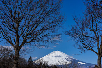 mount fuji and tree