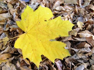 autumn leaves on the ground