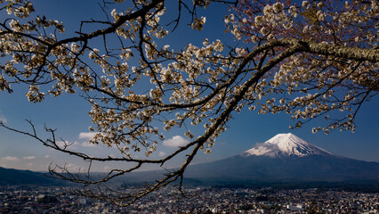 cherry blossom and mount fuji