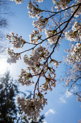 cherry blossom in the spring