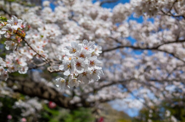 cherry blossom in spring