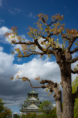 tree , castle and sky