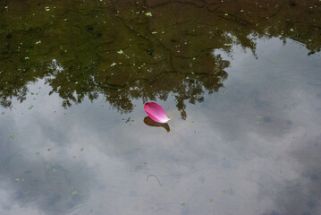 ハスの花びら、赤