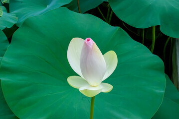 ハスの花、開花前